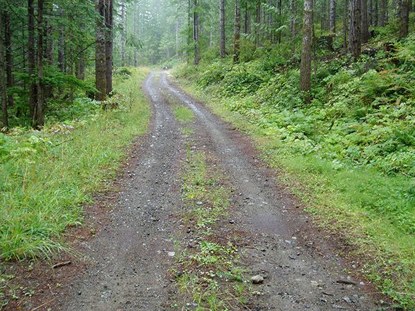 Private Forest Land Management and Valuation
